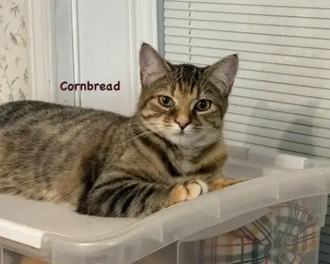 Cornbread