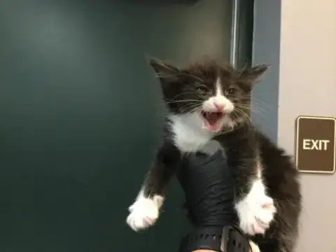 Tuxie