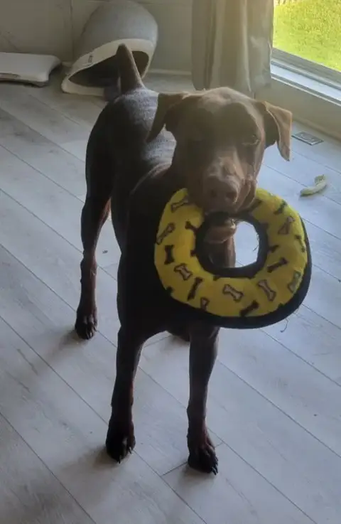Deja