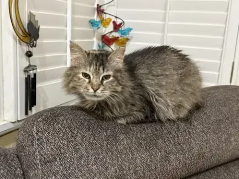 Petunia