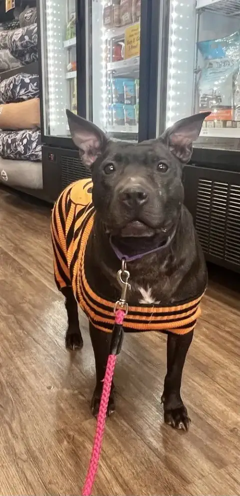Indie