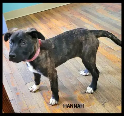 Hannah