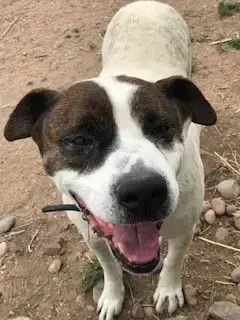 Rocky Heeler