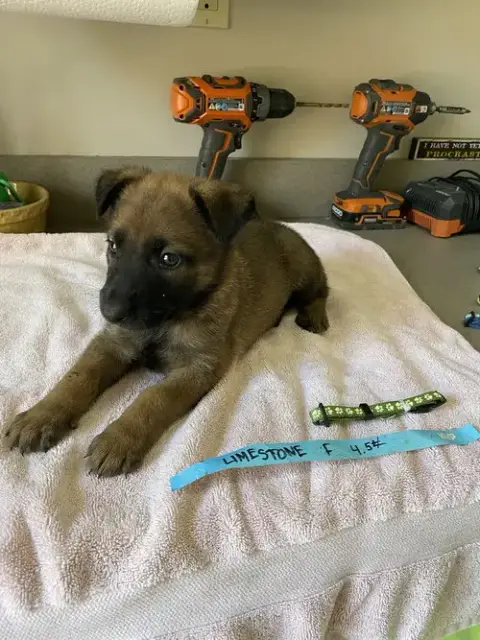 Geo Pups Limestone