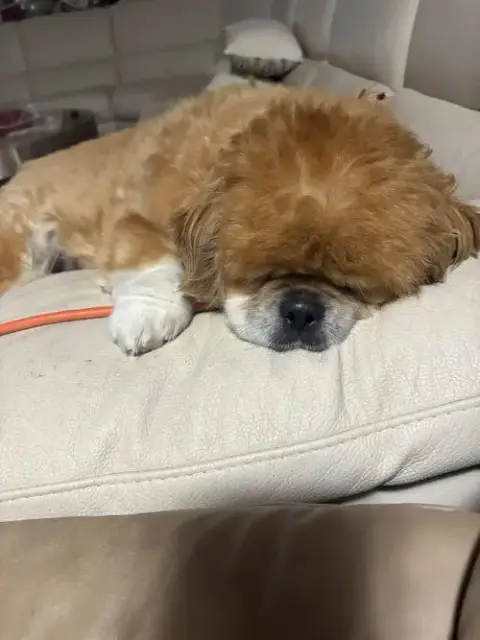 Teddy photo 4