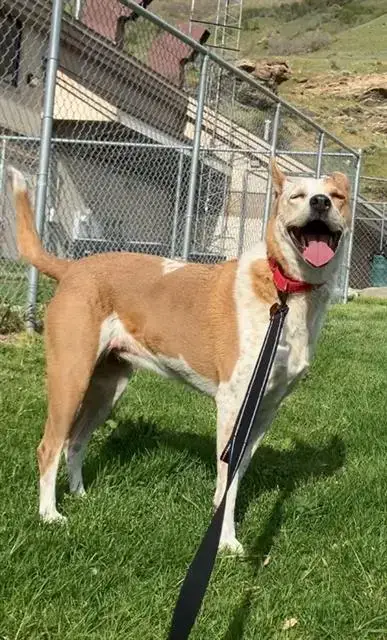 Snickers