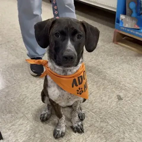 M Pup Max photo 3
