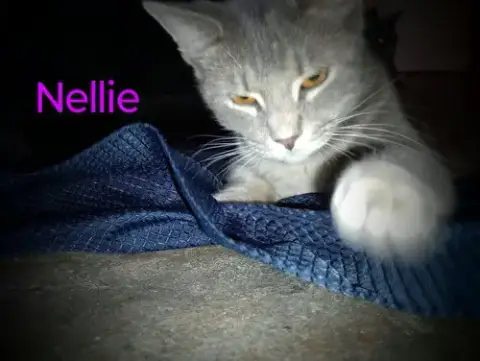 Zz "Nellie" Courtesy Post photo 2