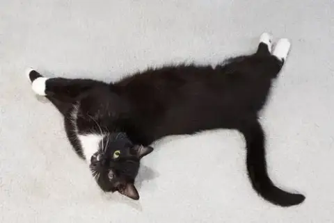 Sinatra