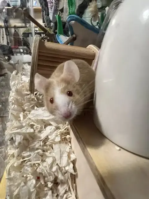 Oliver