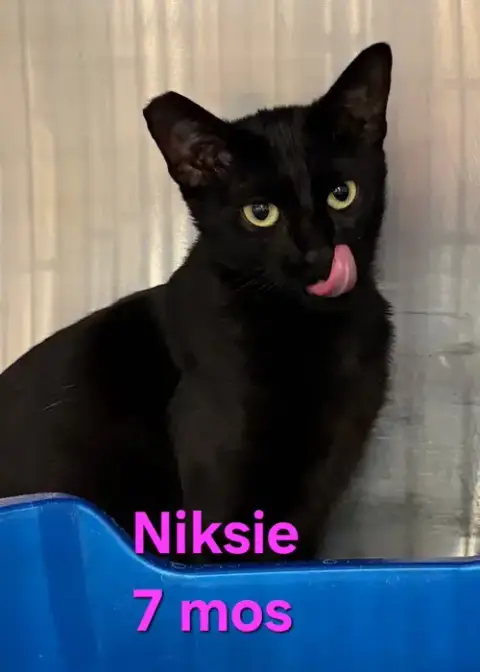 Niksie