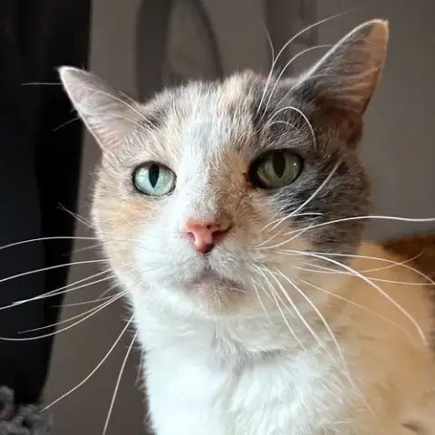 Kitty Kiki