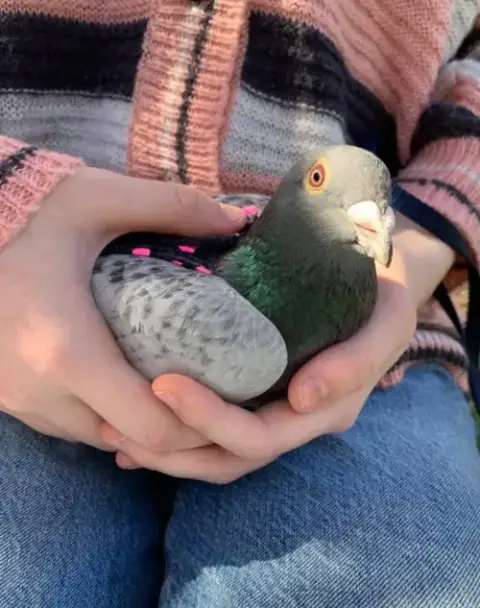 Pidgy W/Beanie photo 2