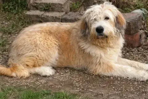 Scruffy photo 4