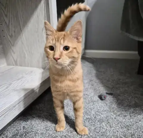 Rusty #Friendly-Ginger-Boy photo 4