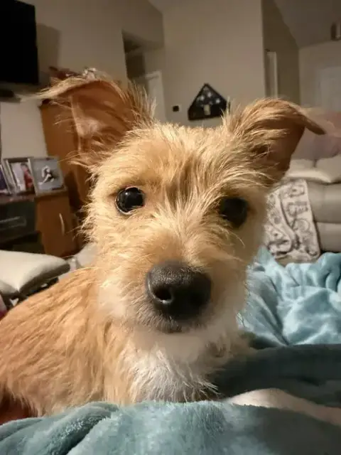 Tinker Belle