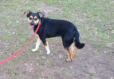 Fetch photo 4