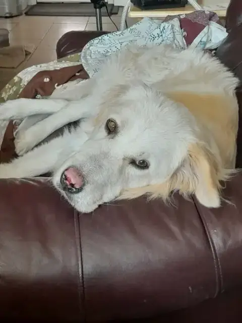 Stryker photo 3