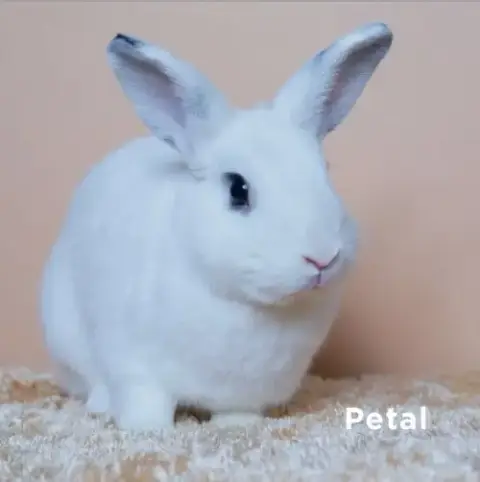 Petal