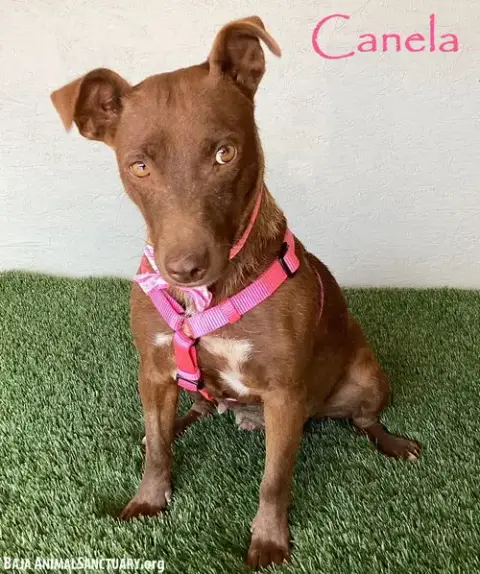 Canela
