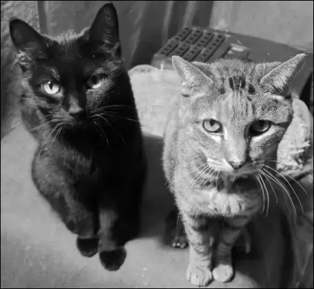 Onyx And Mickey photo 3