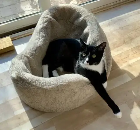 Mittens photo 2