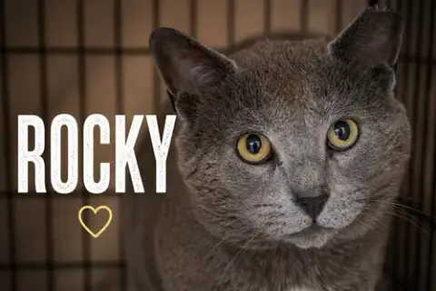 Rocky photo 4