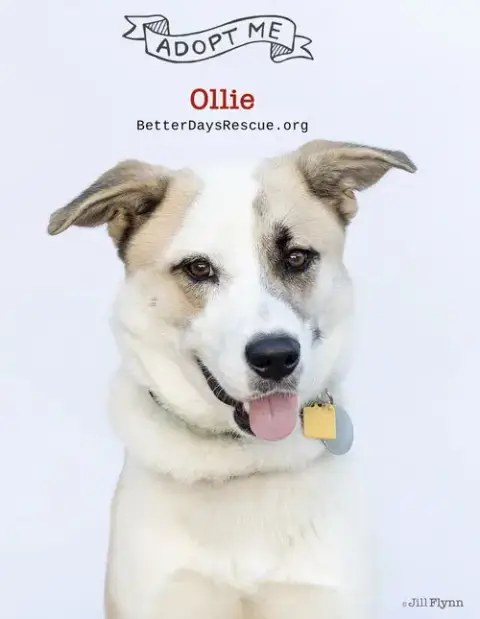 Ollie