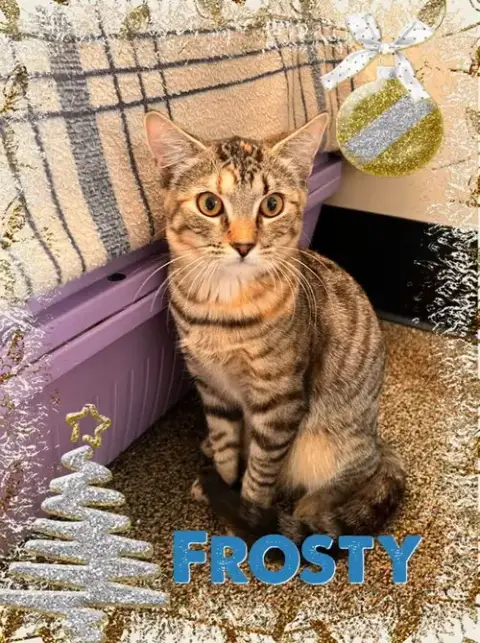 Frosty photo 3