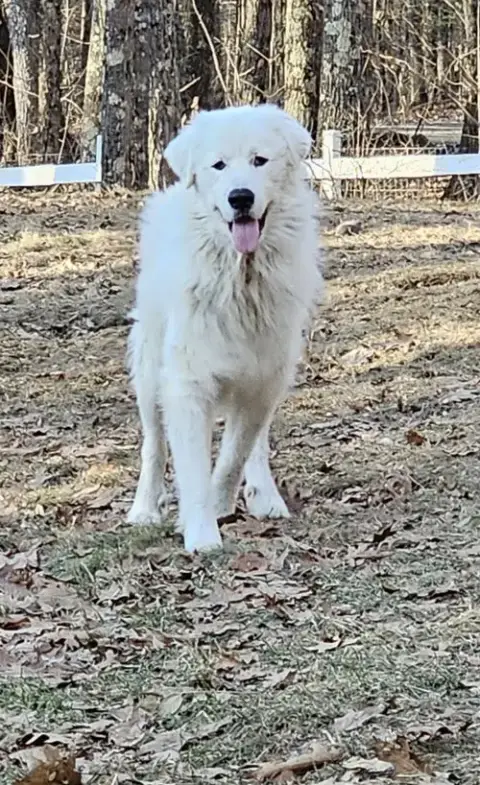 Levi *Sanctuary Dog* In Nh photo 5