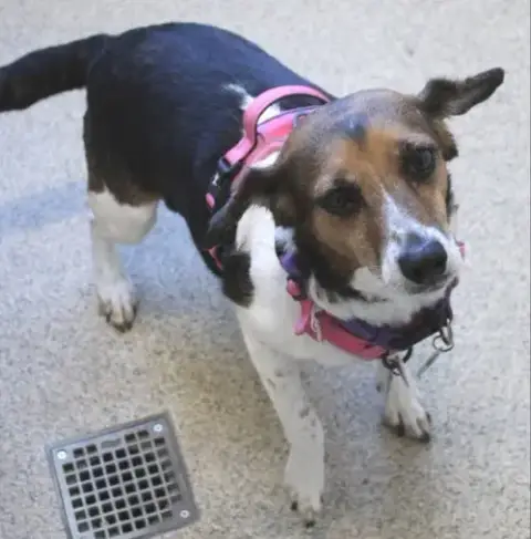 Anya  *Adopt Or Foster*
