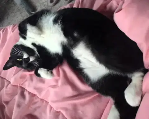 Lou Lou photo 3