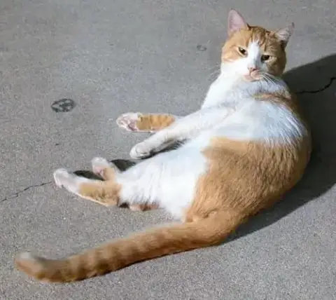 Vincent photo 3