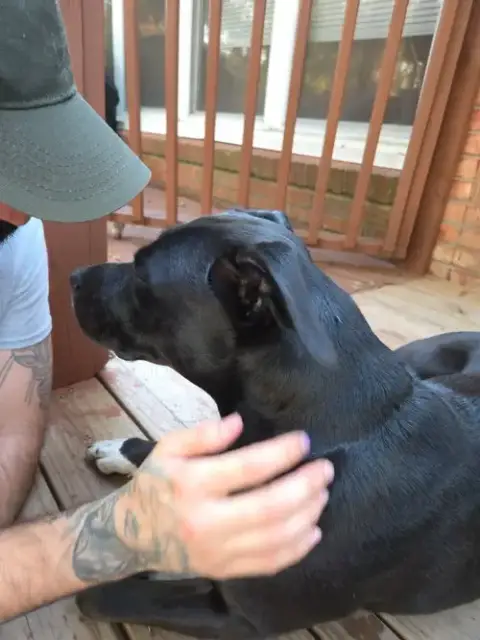 Tuxedo Bully Mix photo 3