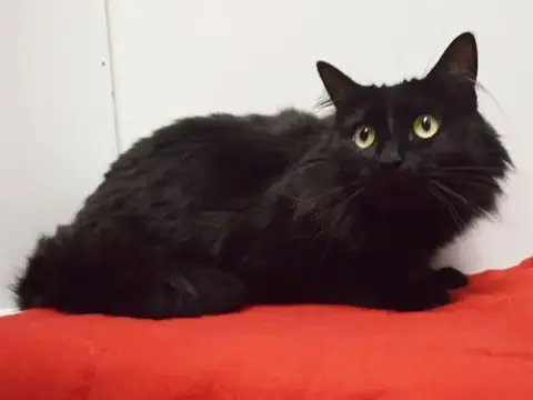 Lulu