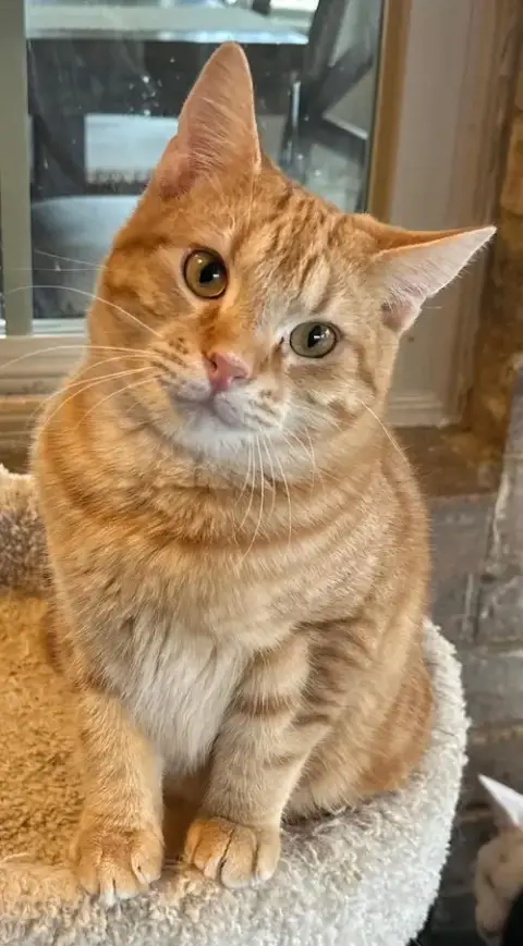 Tony The Tiger