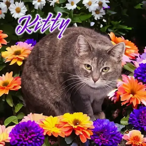 Kitty photo 4