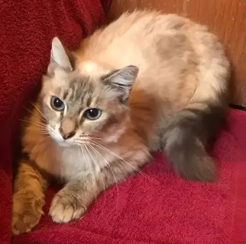 Callisto photo 3