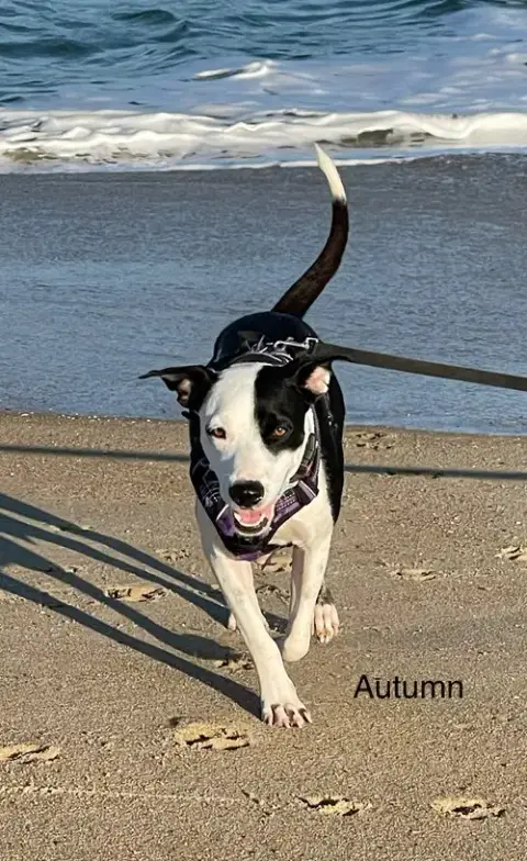 Autumn photo 3