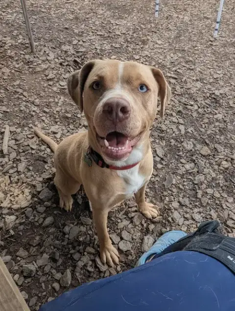 Loki