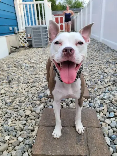 Stella