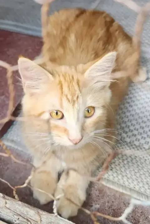 Cheddar