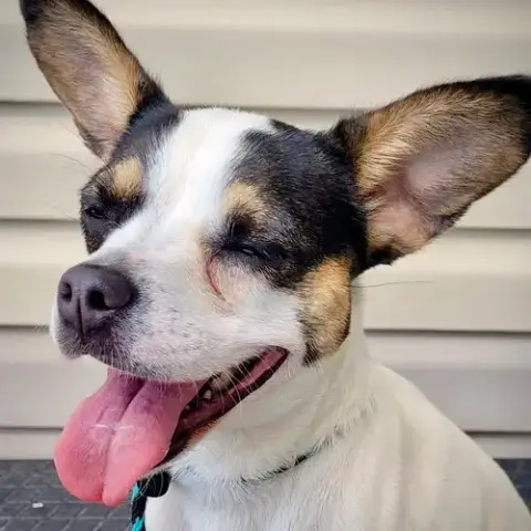 Frannie