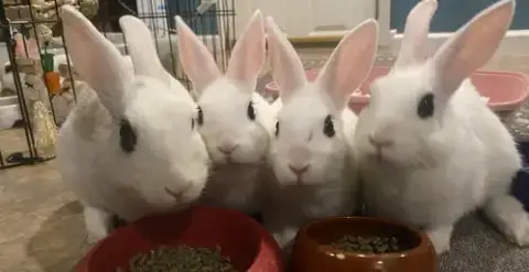 Luna'S Comet Rabbit Kit photo 3