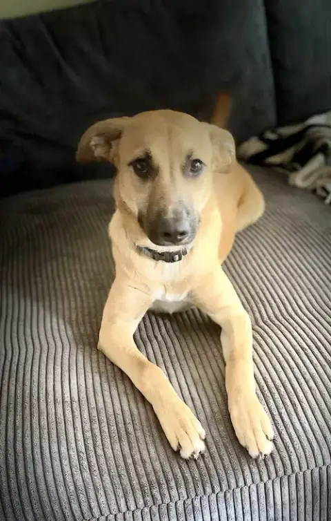 Lulu photo 3