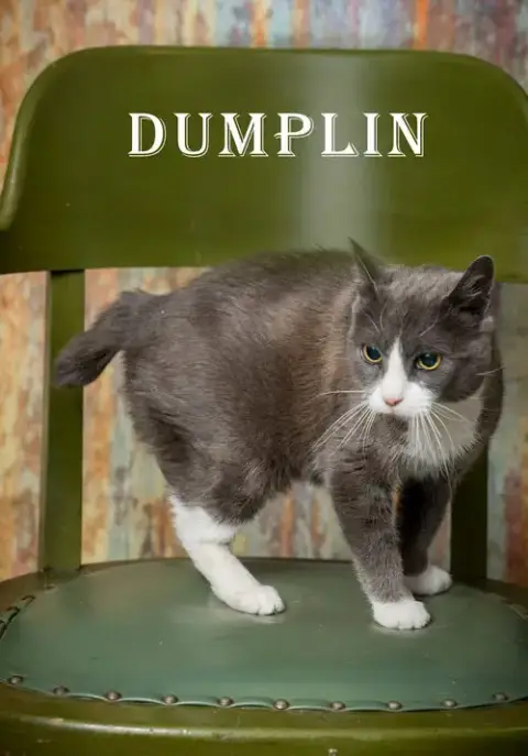 Dumplin