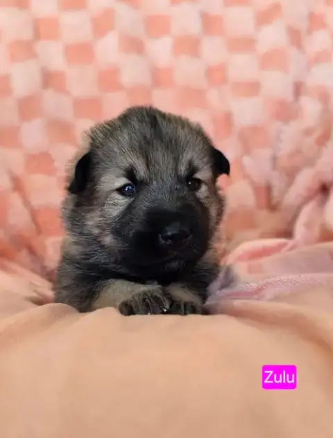 Zulu photo 2