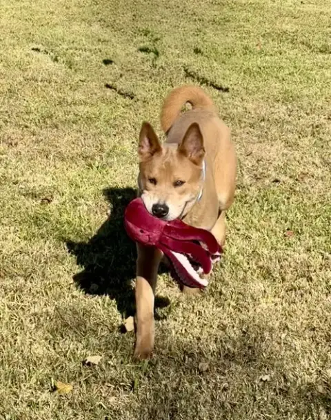 Bo photo 3