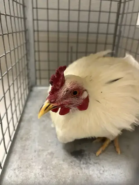 *Nugget