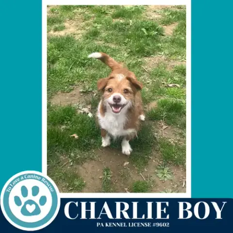 Charlie Boy 112225